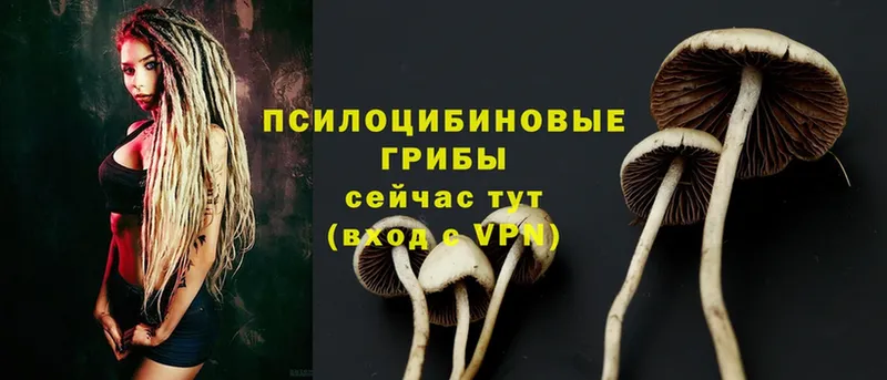 Галлюциногенные грибы Psilocybe  Киреевск 